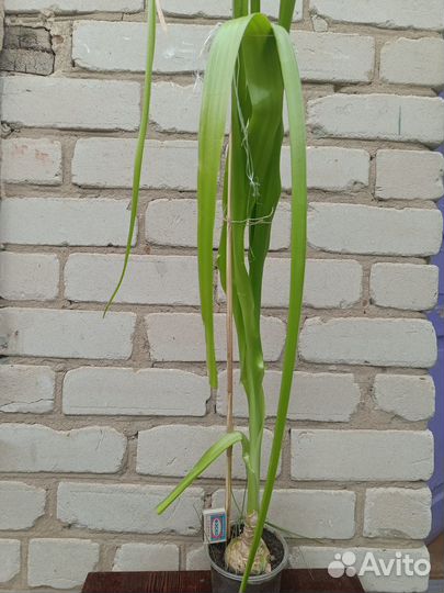 Индийский (китайский) лук