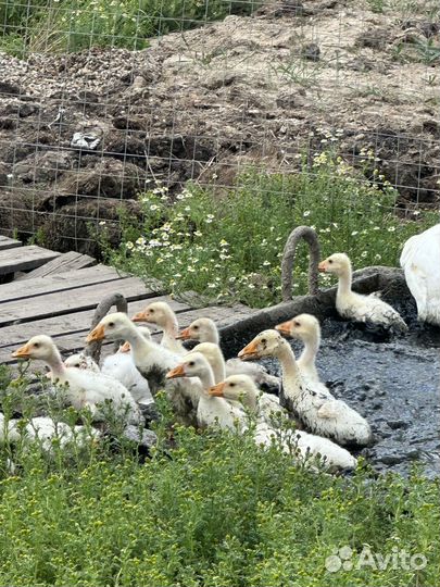 Гусята