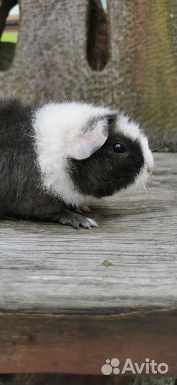 Морские свинки, американский тедди