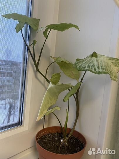 Цветы домашние в горшках