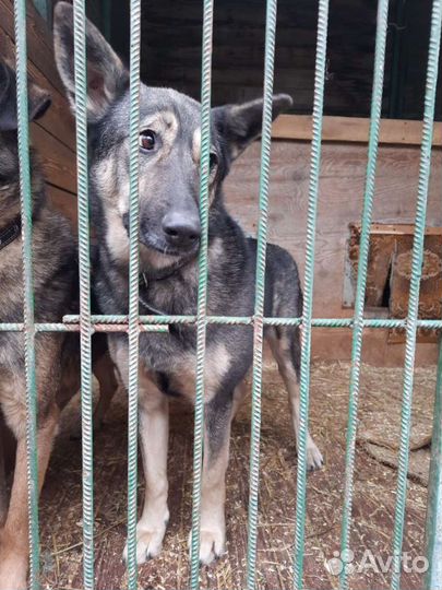 Обычная серая Собака