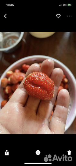 Рассада Виктории