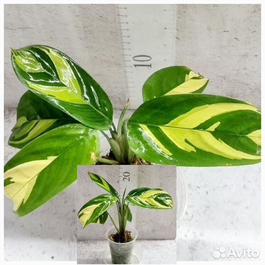 Алоказия, Калатея, Антуриум, сансевиерия