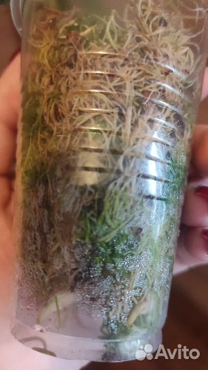 Сингониумы