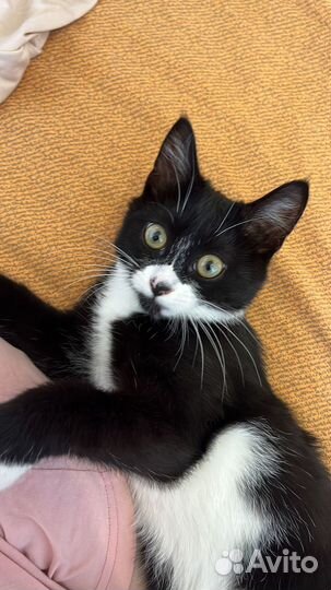 Кошка бесплатно