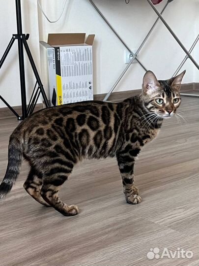 Бенгальская кошка