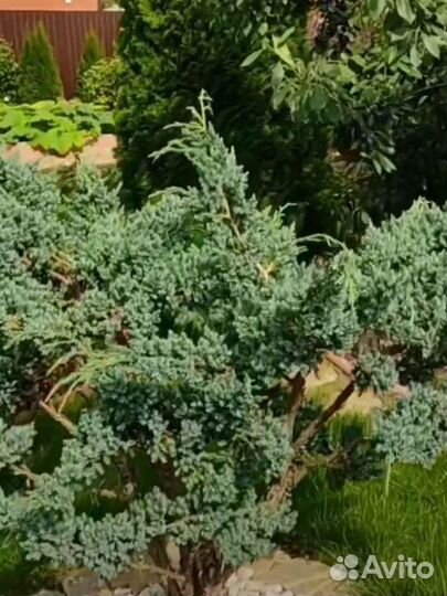 Можжевельник блю альпс