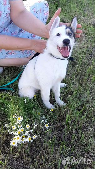 Собака в добрые руки щенок