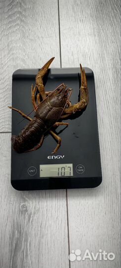 Раки для пенной вечеринки)