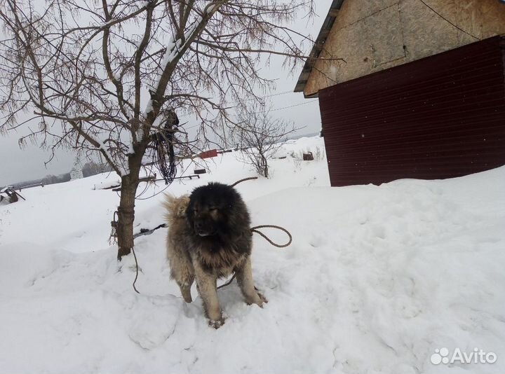 Кавказец вязка