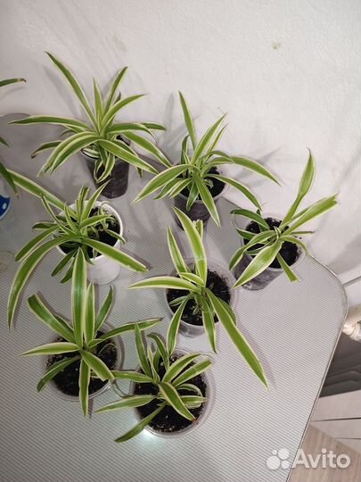 Хлорофитум. Остатки на 2 фото