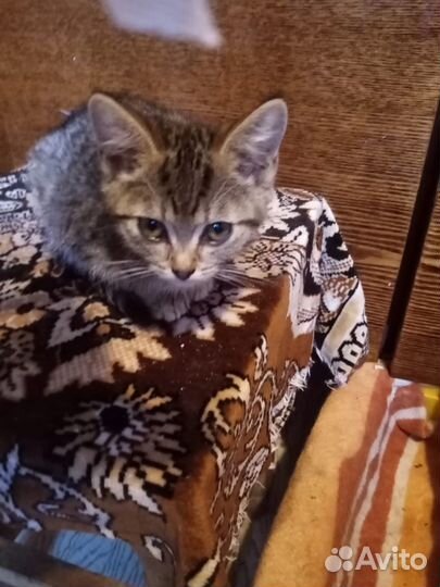 Котенок в дар