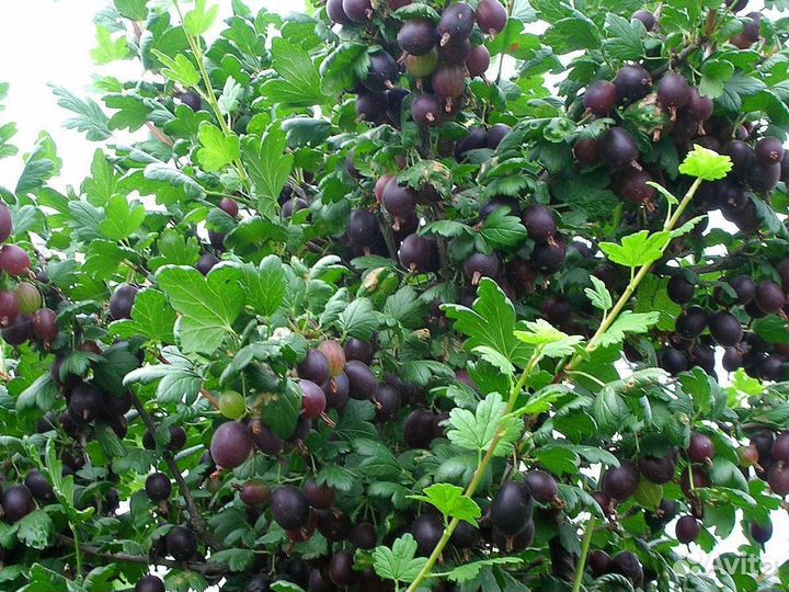 Саженцы крыжовник без шипов Грушенька