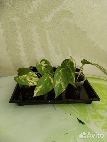 Сциндапсус и хлорофитум