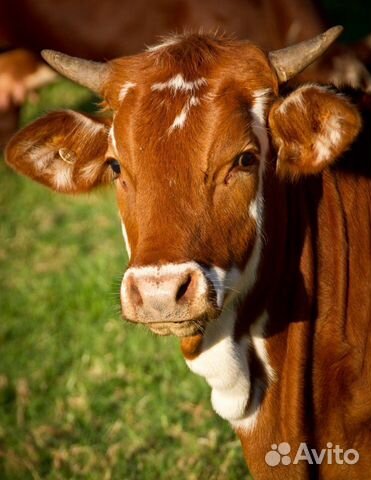 Лечение с/х животных