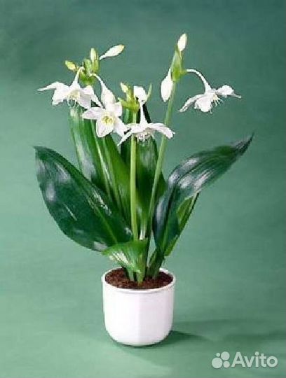 Лилия домашняя Эухарис,амазонская лилия