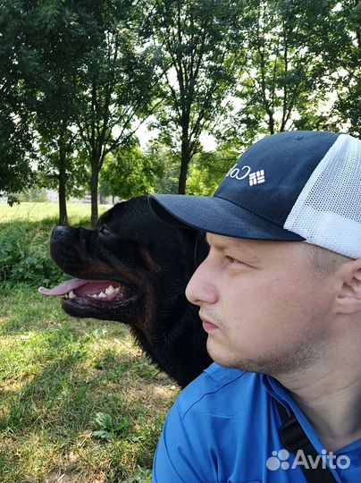 Услуги кинолога