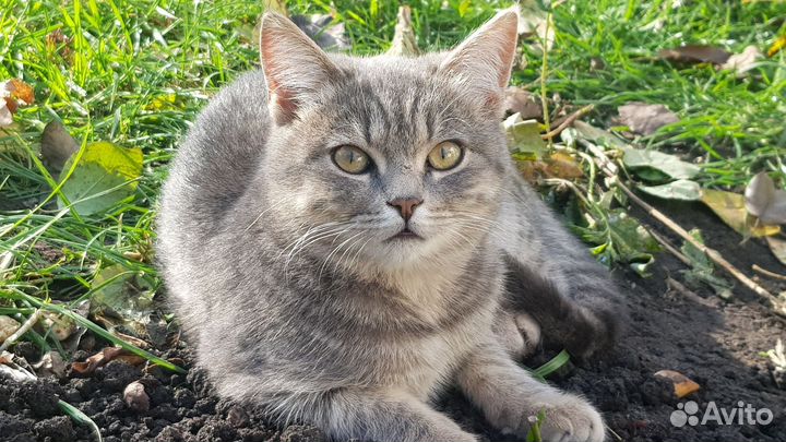 Кошки бесплатно