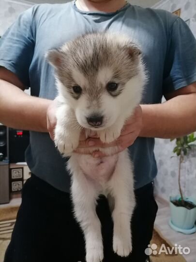 Сибирский хаски