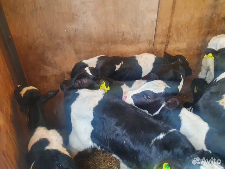 Продажа крс. Бычки, телята