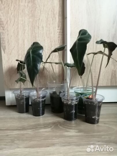 Алоказия полли