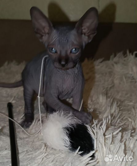 Канадский сфинкс