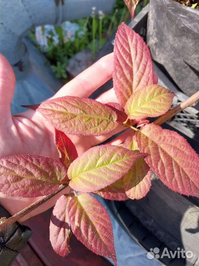 Актинидия коломикта