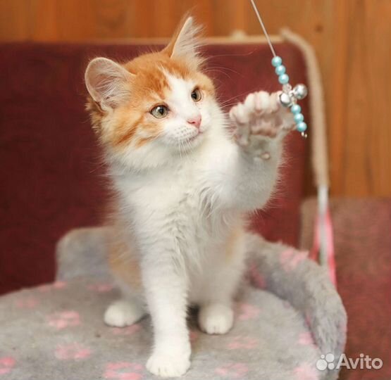 Пушистый белый с рыжим котенок в дар