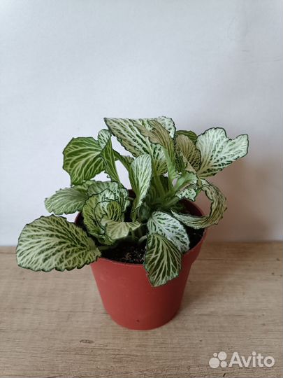 Фиттония в ассортименте