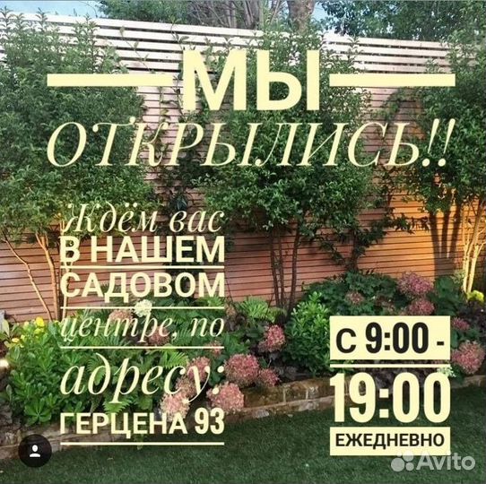 Рассада цветов овощей