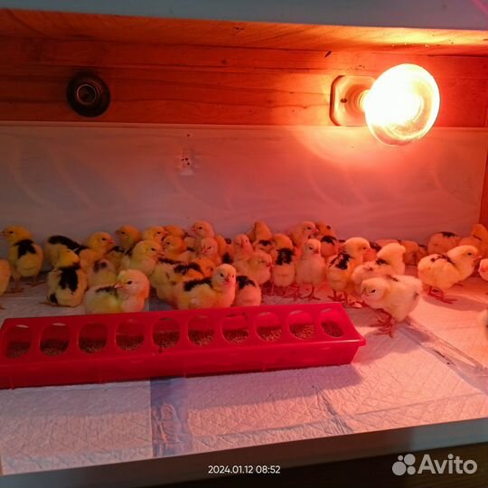 Цыплята суточные породистые