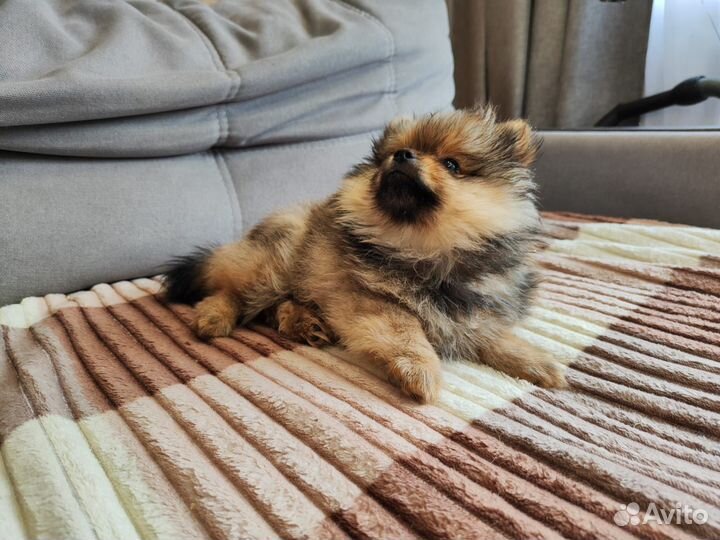 Щенки шпица