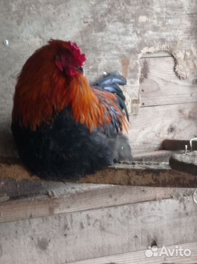 Пять курочек и петушок