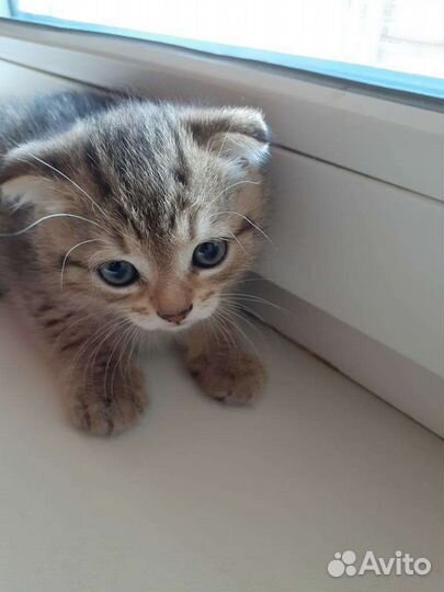 Вислоухие котята