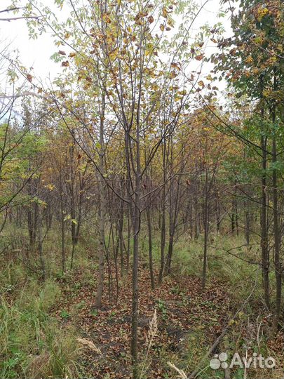 Липа мелколистная