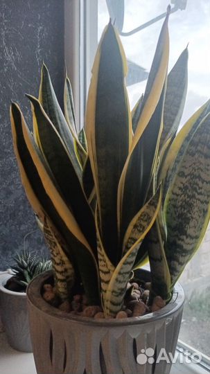 Сансевиерия Лауренти