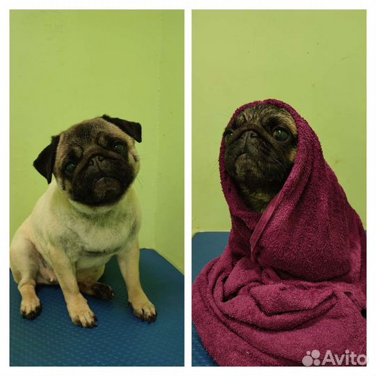 Стрижка кошек и собак. Груминг