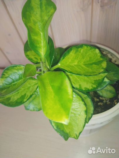 Хойя Аустралис Лиза (Hoya Аustralis Lisa)