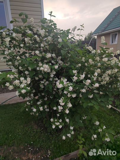 Жасмин (чубушник) куст