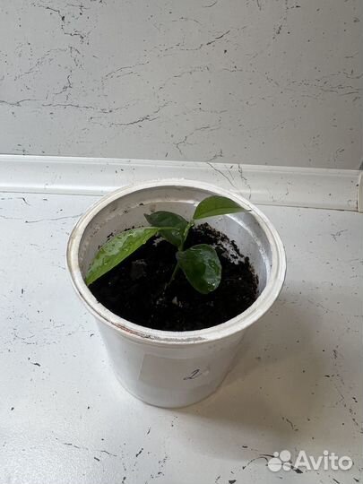 Мандариновое дерево (каламондин)