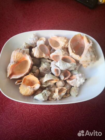 Ракушки для аквариума