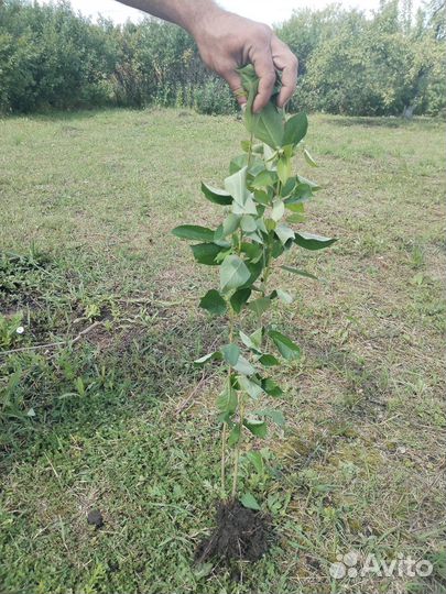 Саженцы вишни, малины