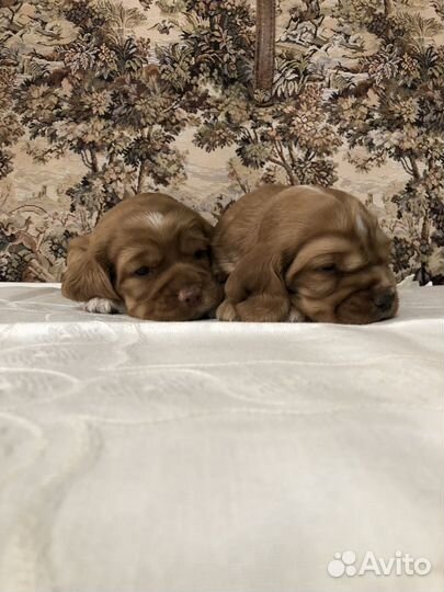 Кокер спаниель