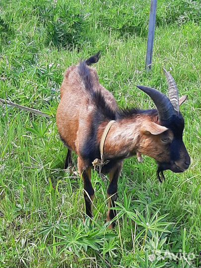 Альпийский козлик,козёл на вязку,козёл на обмен