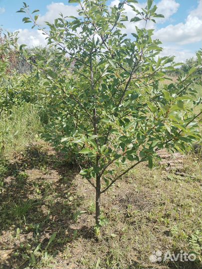 Саженцы вишни, малины