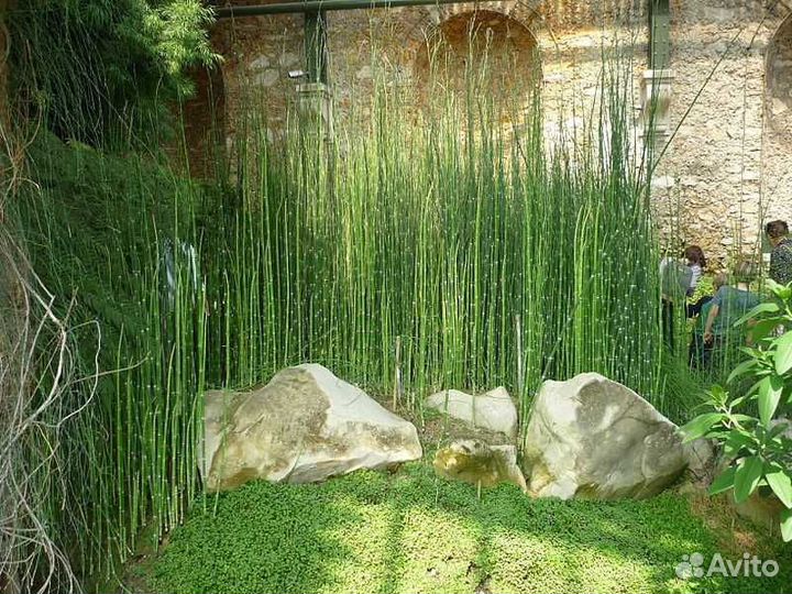 Хвощ зимующий.Саженцы для создания ландшафта