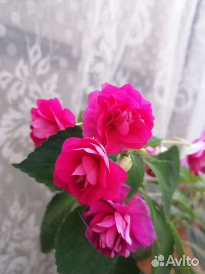 Бальзамин махровый