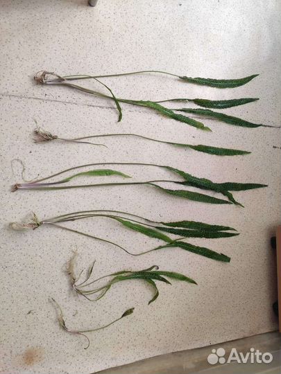 Растение в аквариум