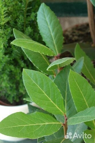 Семена лавра