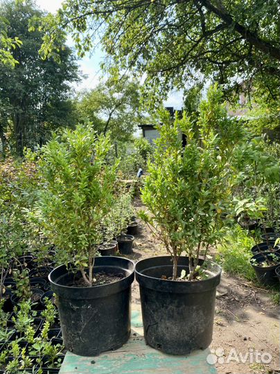 Самшит вечнозеленый